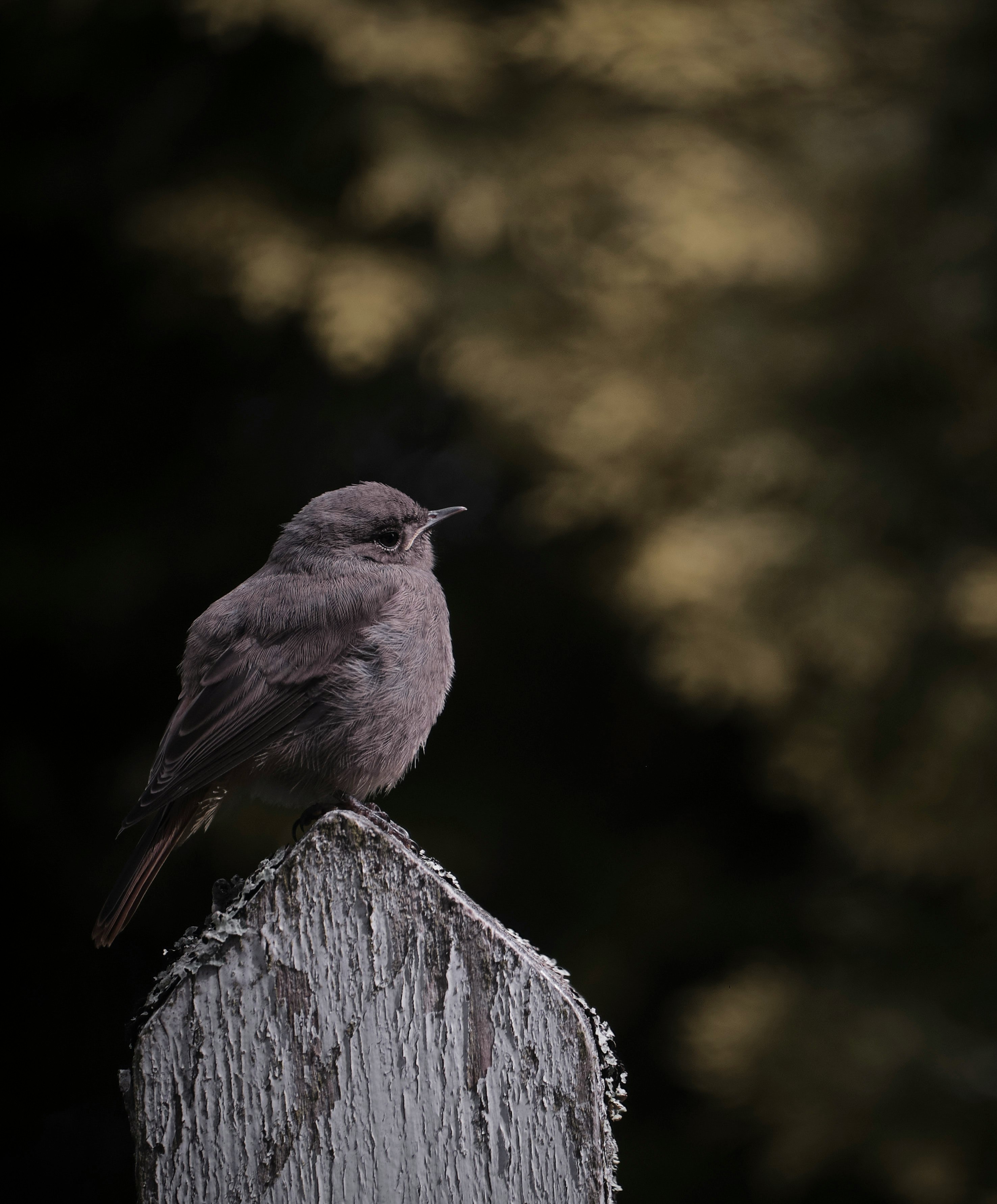 black bird on gray wood